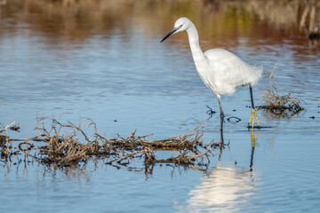 Obraz premium Little egret on a pond in the Camargue, France