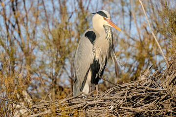 Grey heron on the edge of a Camargue pond, France