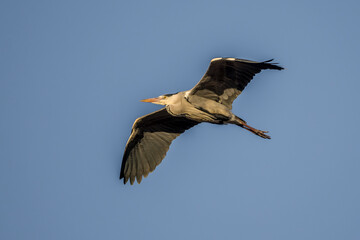 grey heron in the sky over the Camargue, France