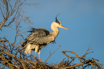 grey heron at the end of the day perched on a tree in the Camargue, France