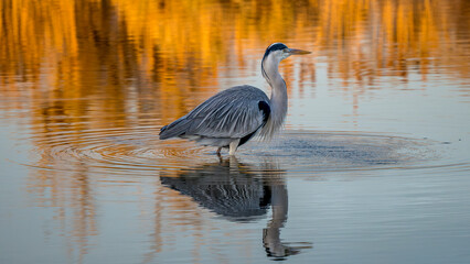 grey heron hunting at the end of the day on a pond in the Camargue, France