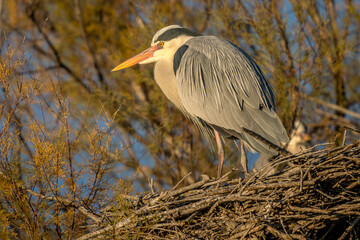 Grey heron hunting at dusk in a Camargue marsh, southern France
