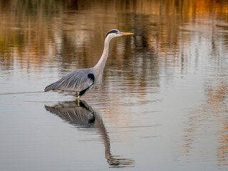 Grey heron hunting at dusk in a Camargue marsh, southern France
