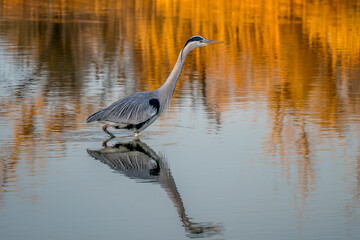 Grey heron hunting at dusk in a Camargue marsh, southern France