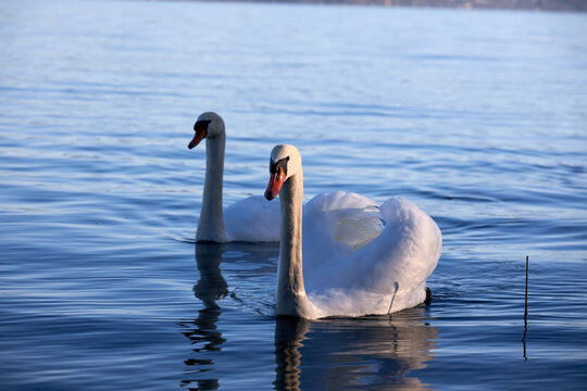 Pair of Swans on Scenic Mountain Lake