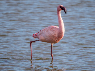 Lesser flamingo (Phoeniconaias minor) in a Camargue marsh, Pönt de Gau, France