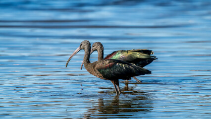 glossy Ibis feeding in a Camargue marsh, France