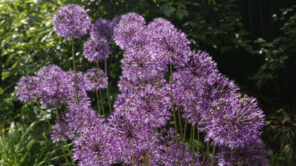 Decorative lush purple allium flowers close-up