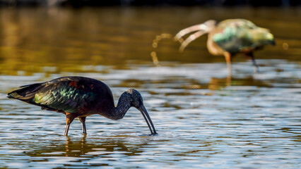 glossy Ibis feeding in a Camargue marsh, France