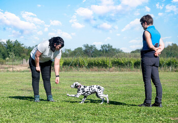 training of puppy dalmatian