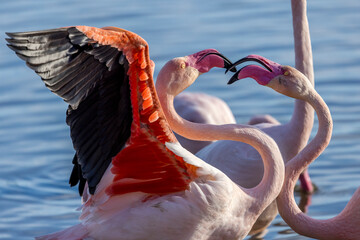 pink flamingos sparring on parade