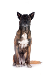 malinois in studio