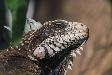 An amazing photo of an iguana on a tree among the foliage. High detail lizard.