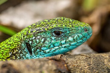 Close up portrait of a beautiful male green lizard (Lacerta viridis) sunbathing on a warm wood. Stunning green and blue exotic lizard with stunning colors in natural environment. 