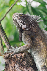 An amazing photo of an iguana on a tree among the foliage. High detail lizard.