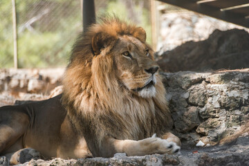 The majestic lion lies and basks in the sun. Zoo in Antalya, Turkey