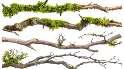Set of moss-covered tree branches, isolated on white background