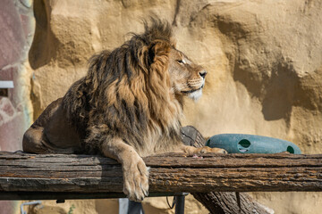 The majestic lion lies and basks in the sun. Zoo in Almaty, Kazakhstan