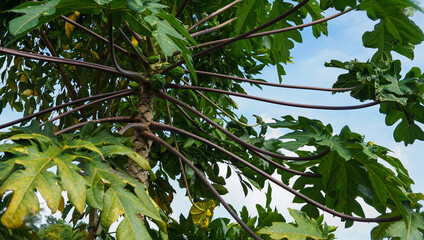 A thriving papaya tree in Iloilo, Philippines, with lush green leaves and unripe fruits, set against a bright sky backdrop, showcasing tropical beauty and natural abundance.