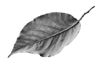 Monochrome leaf with stem and visible veins transparent background