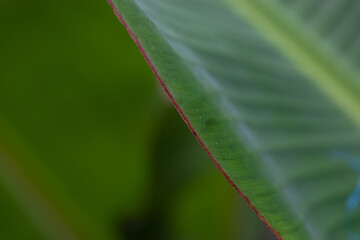 banana leaf texture natural tropical green leaf close up