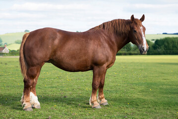 Suffolk Punch mare conformation
