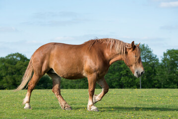Suffolk Punch mare