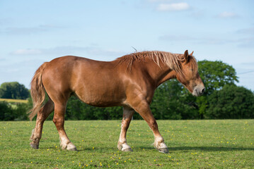 Obraz premium Suffolk Punch mare with foal
