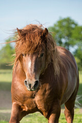Fototapeta premium Portrait of a Suffolk Punch stallion