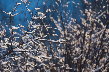 A delightful landscape of snow on the branches of a tree