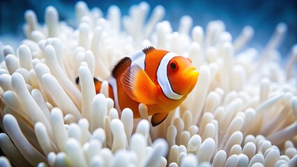 Bleached Coral Reef, Solitary Clownfish Search,  Ocean Depths