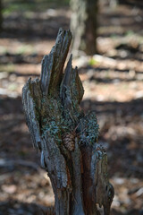 An old tall stump in the forest covered with moss