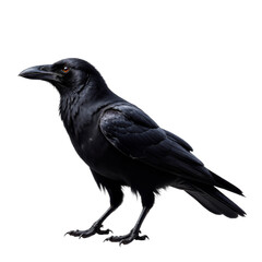 Fototapeta premium Black crow with red eyes on transparent background