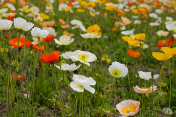 Beautiful poppy flower garden. The Expo 70 Commemorative Park, Osaka, Japan