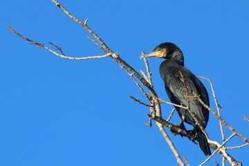 solitario