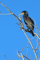 solitario