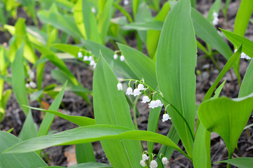 a lawn in the forest with a bunch of blooming lily of the valley