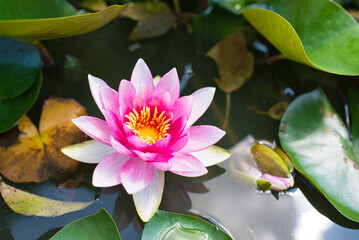 Blüte einer Seerose 