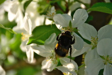 Bumblebee on Apple tree with Blossom close up