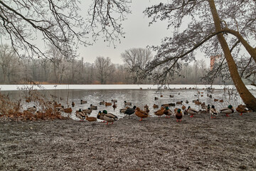 Hannover, der Hermann-Löns-Park im Winter.  Enten an Annateich im Winter