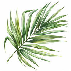 Fototapeta premium Palm leaf. Watercolor palm leaves. Jungle botanical watercolor illustrations. Palm leaves, tropical plants on isolated white background, watercolor illustration