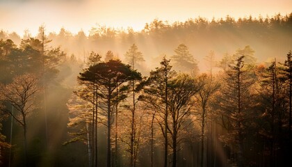 Fototapeta premium Minimalist Woodland Morning Background