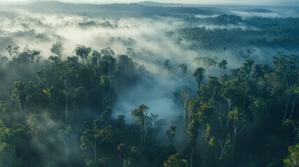 Fototapeta premium A misty forest landscape with tall trees, seen from above. In the background, there is fog and low clouds. The scene has a blue tint. 