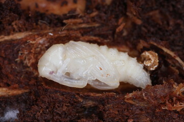 European silver fir weevil (Pissodes piceae). A pupa under the bark of a fir tree cocoon of pupae.