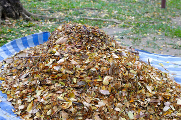 Brown dried leaves of rain tree. Dried leaves for composting