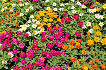 Zinnia flower in the garden