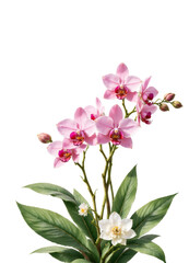 Obraz premium Pink orchid blooms and buds with white flower and green leaves on transparent background