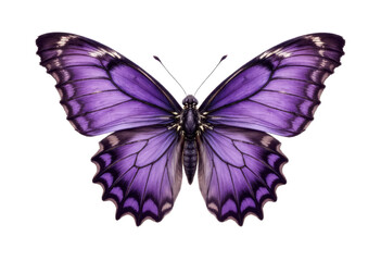 Obraz premium Purple butterfly transparent background