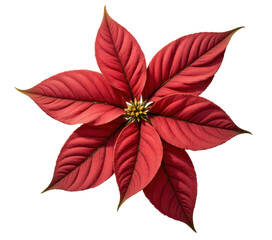 Red poinsettia flower with transparent background