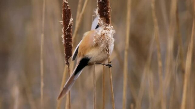 Bearded reedling - Panurus biarmicus beautiful long-tailed passerine bird found in reed beds near water in Eurasia, also Bearded tit or Bearded parrotbill, family Panuridae, feed on the reed